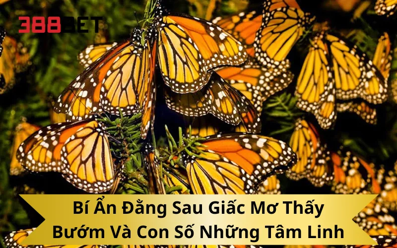 Bí Ẩn Đằng Sau Giấc Mơ Thấy Bướm Và Con Số Những Tâm Linh