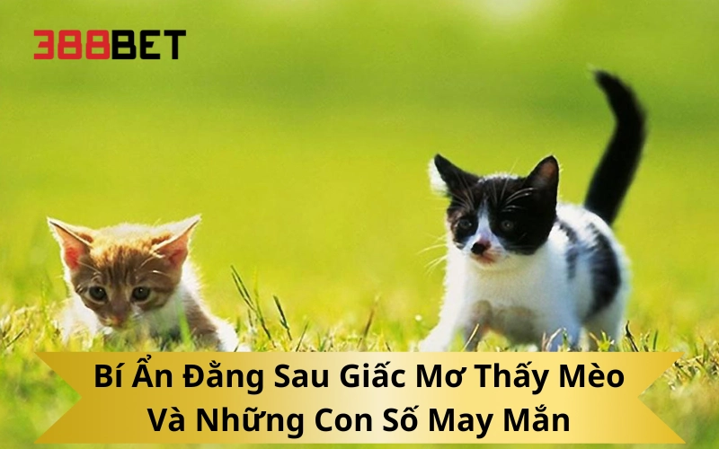 Bí Ẩn Đằng Sau Giấc Mơ Thấy Mèo Và Những Con Số May Mắn