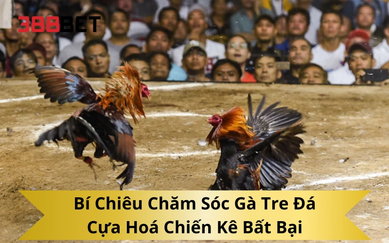 Bí Chiêu Chăm Sóc Gà Tre Đá Cựa Hoá Chiến Kê Bất Bại