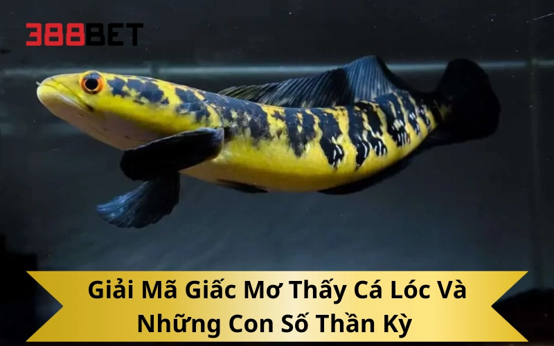 Giải Mã Giấc Mơ Thấy Cá Lóc Và Những Con Số Thần Kỳ